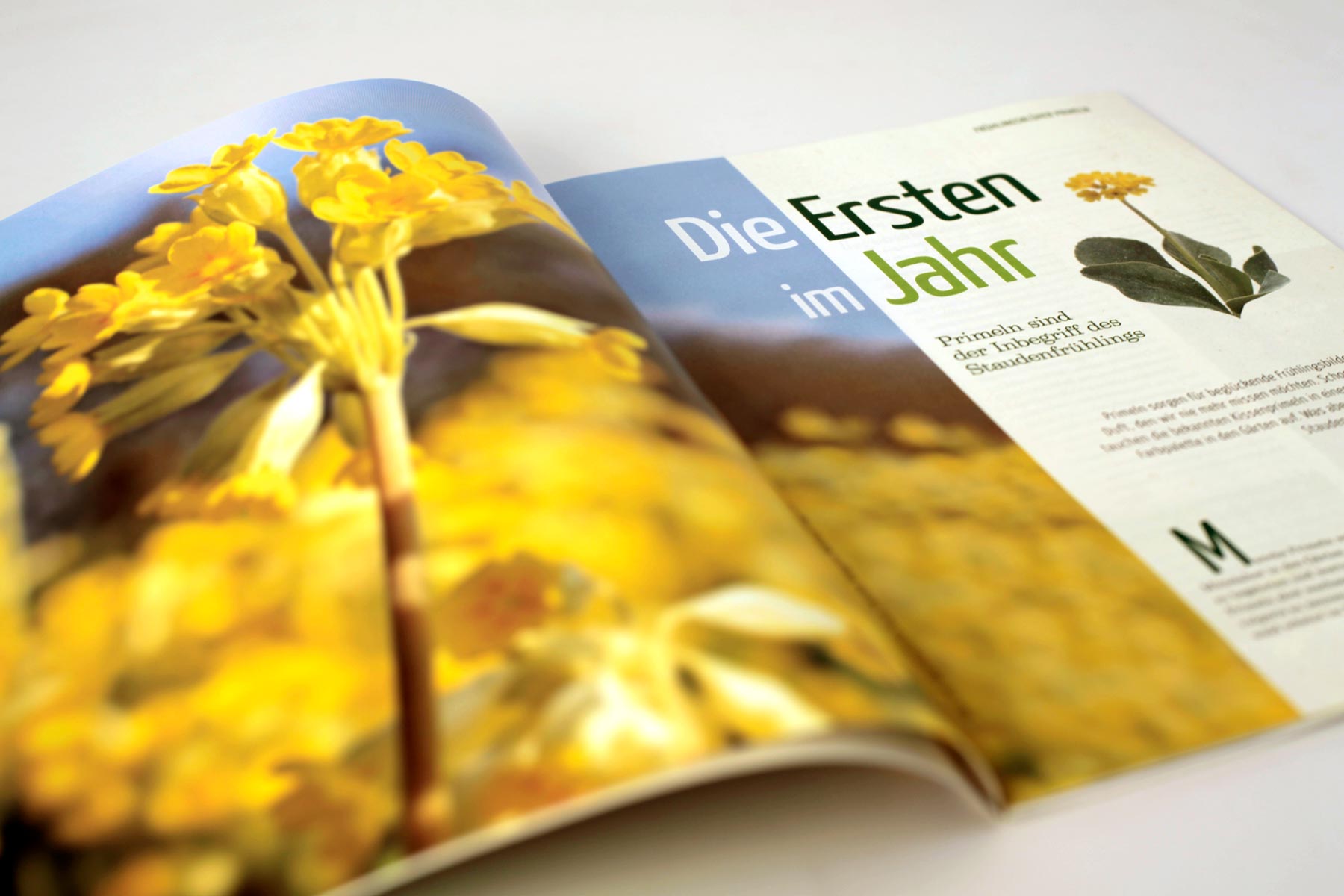 Beispiel Innenseite Staudenfrühling Magazin Natur im Garten
