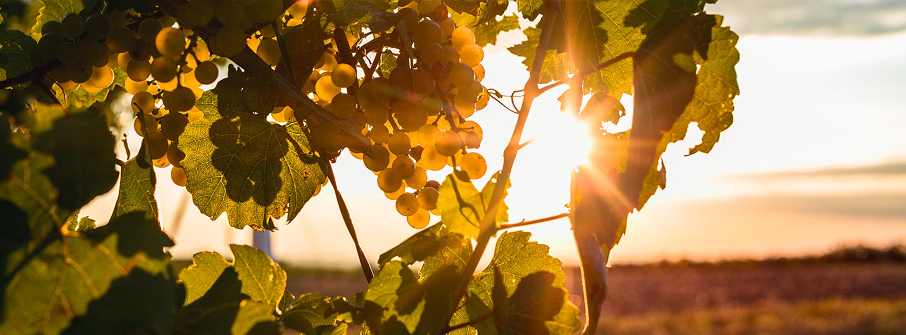 Beispiel Headerbild Weinrebe