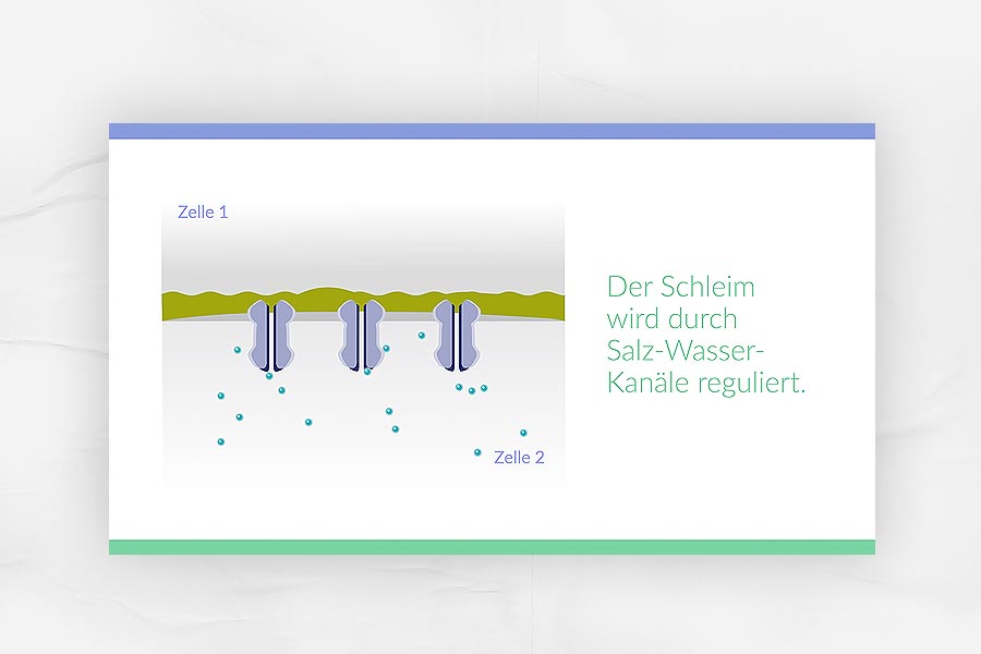 Beispiel Screen: Der Schleim wird durch Salz-Wasser-Kanäle reguliert