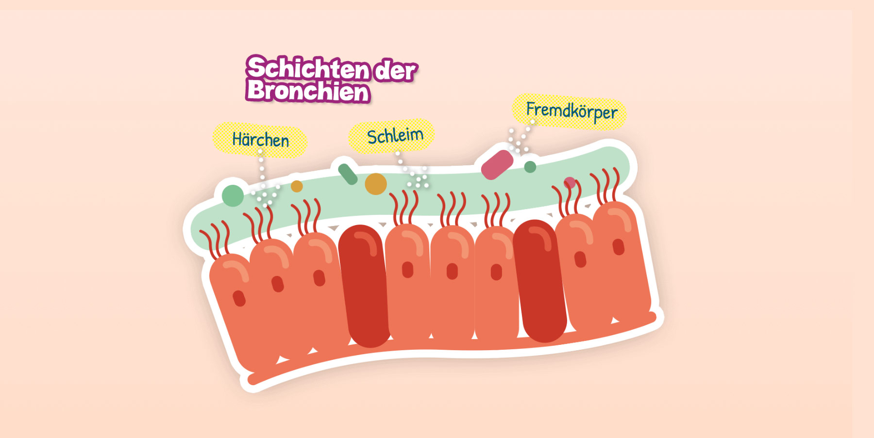 Erklärungsbild Bronchien