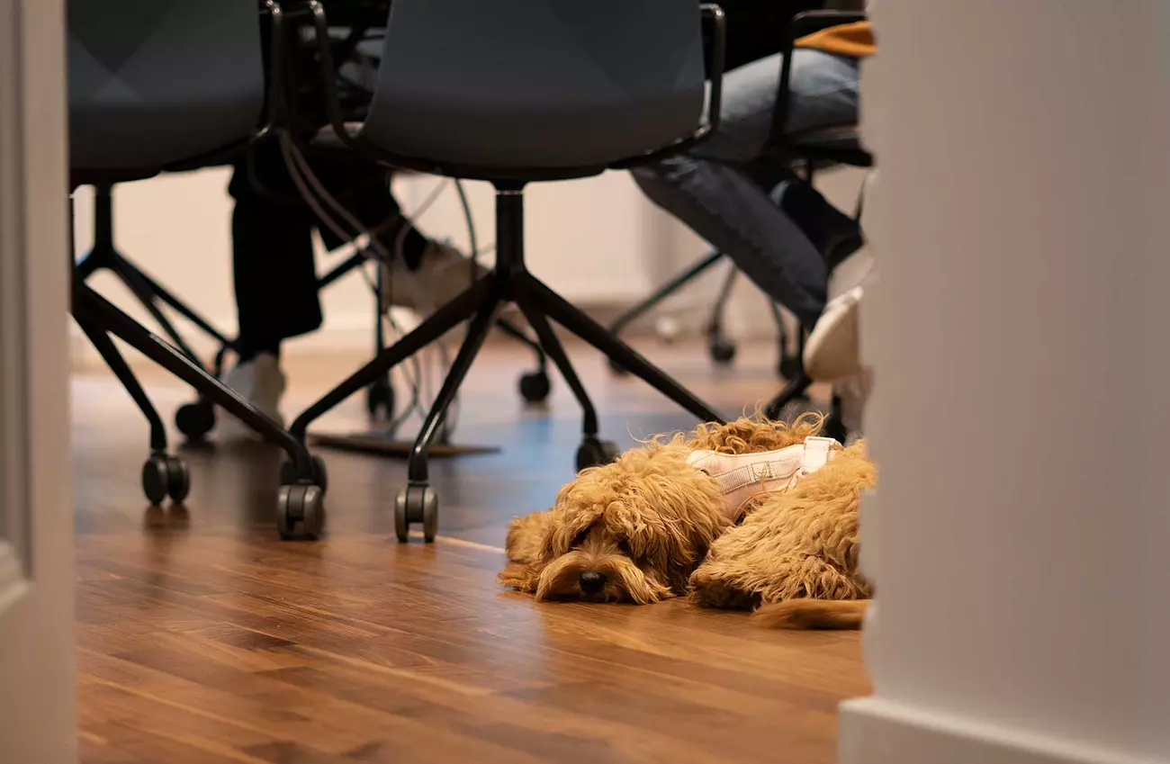 Agenturhund Ivy liegt im Büro am Boden